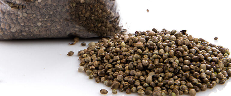 Что нужно знать перед покупкой семян сативы